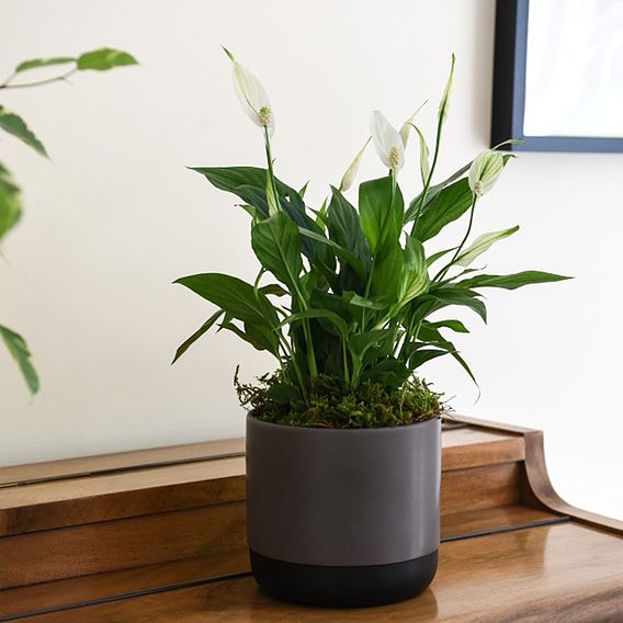 Spathiphyllum (Peace Lily) Torelli Air So Pure