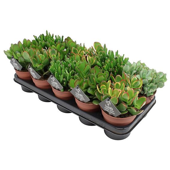 Crassula Mixed