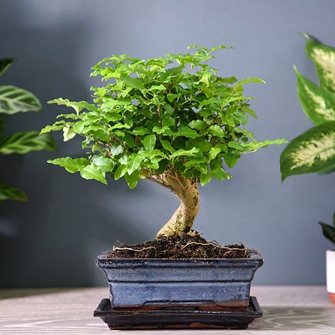 Bonsai Ligustrum