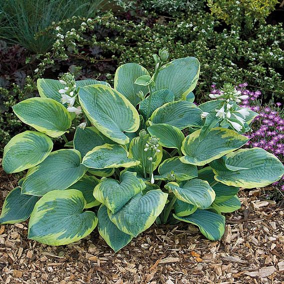 Hosta 'Frances Williams'