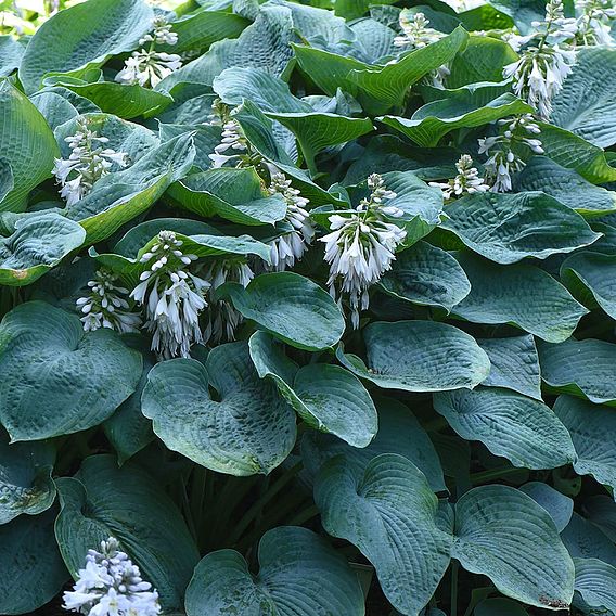 Hosta Collection