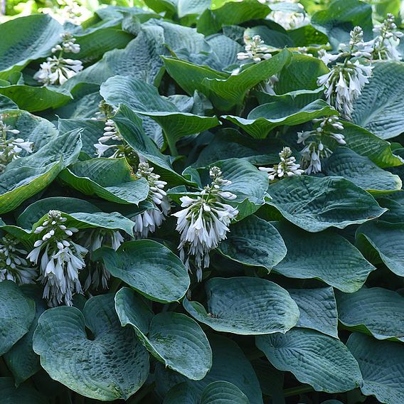 Hosta sieboldiana var. elegans