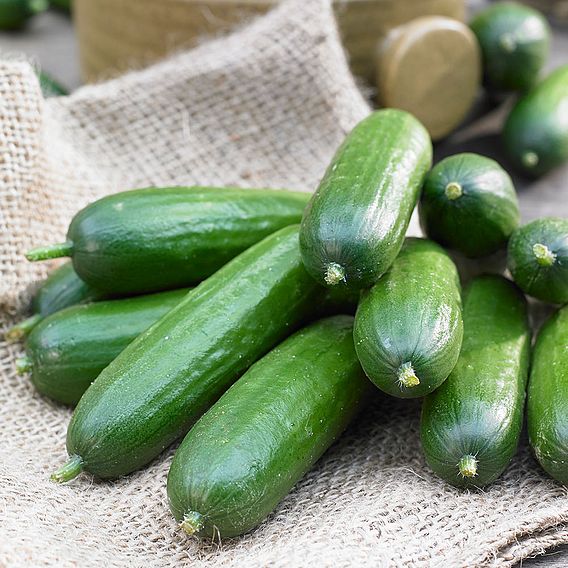 Cucumber 'Baby Rocky'