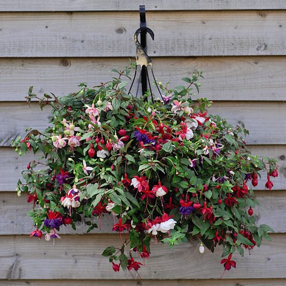 Fuchsia Trailing Pre-Planted Basket