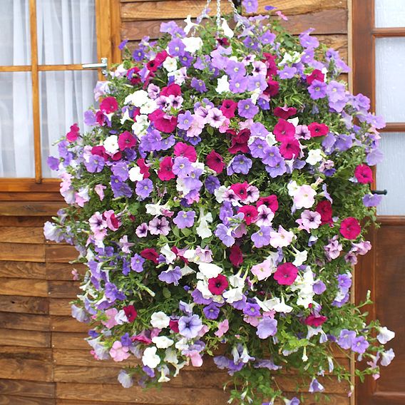 Petunia 'Surfinia' Collection