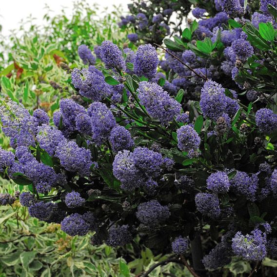 Ceanothus 'Concha'