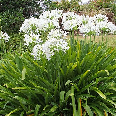 Agapanthus africanus 'Albus'