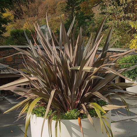 Phormium 'Pink Stripe'