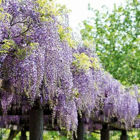 Wisteria floribunda 'Domino'