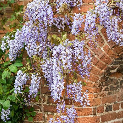 Wisteria floribunda 'Domino'