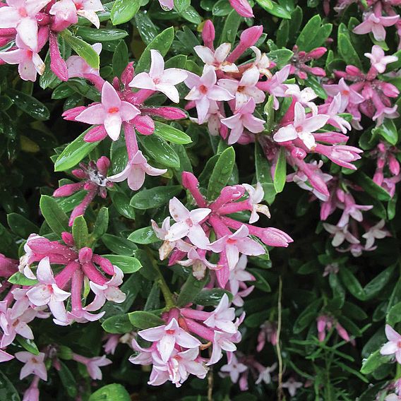 Daphne x transatlantica 'Pink Fragrance'