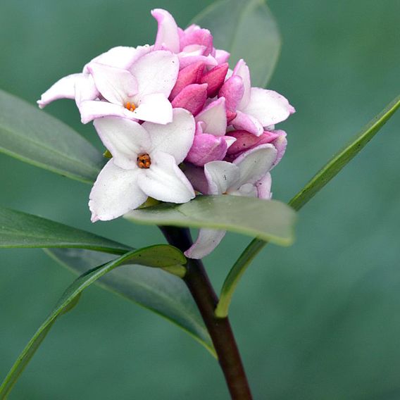 Daphne 'Eternal Fragrance'