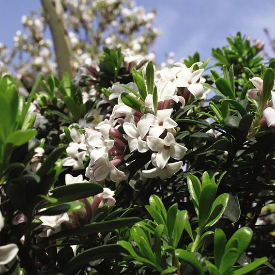 Daphne 'Eternal Fragrance'