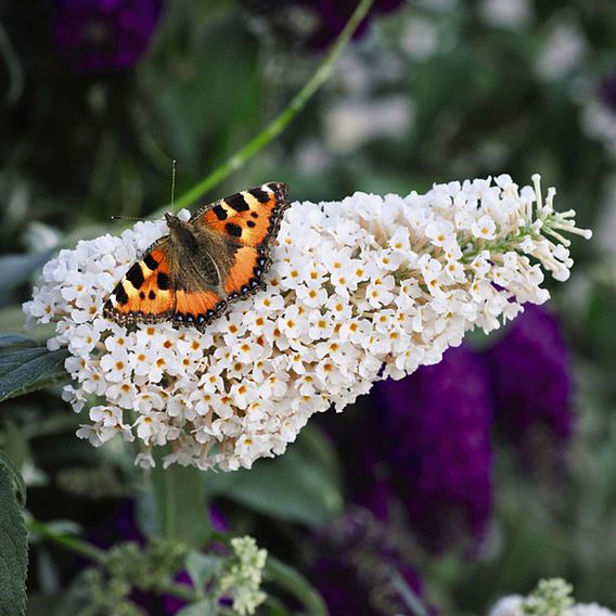 Buddleja 'Buzz® Ivory'