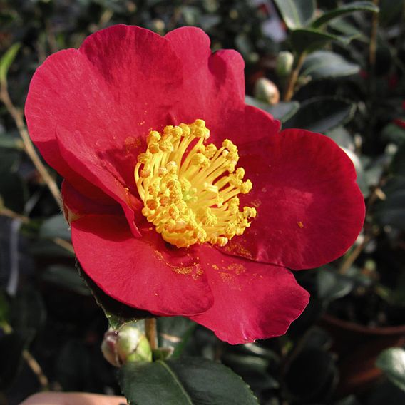 Camellia 'Yuletide'