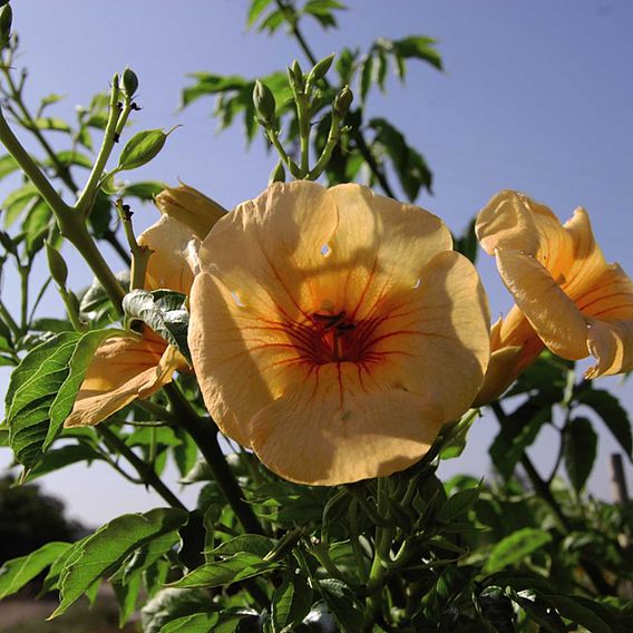 Campsis x tagliabuana 'Summer Jazz - Gold'