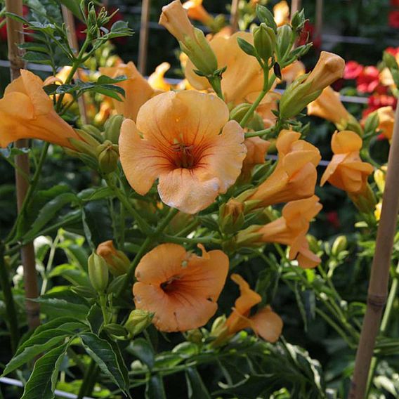 Campsis x tagliabuana 'Summer Jazz - Gold'