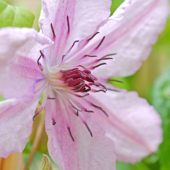 Clematis 'Hagley Hybrid'