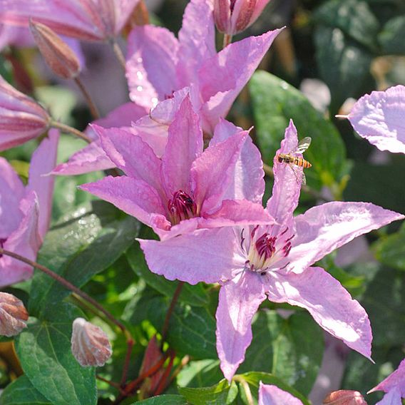 Clematis 'Hagley Hybrid'