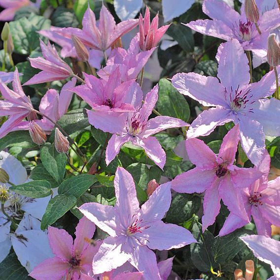 Clematis 'Hagley Hybrid'