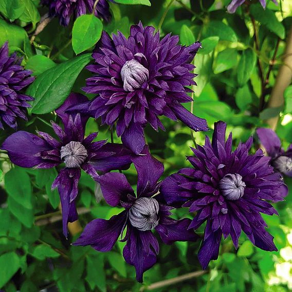 Clematis 'Kokonoe'