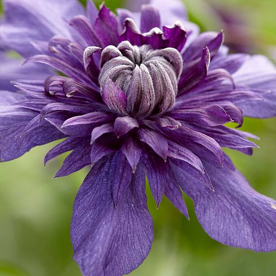 Clematis 'Kokonoe'