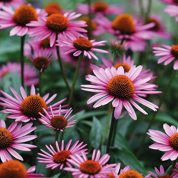 Echinacea purpurea 'Rubinstern'