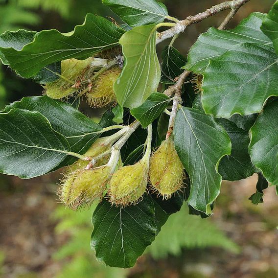 Green Beech (Hedging)