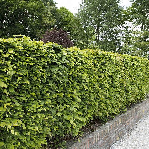 Green Beech (Hedging)