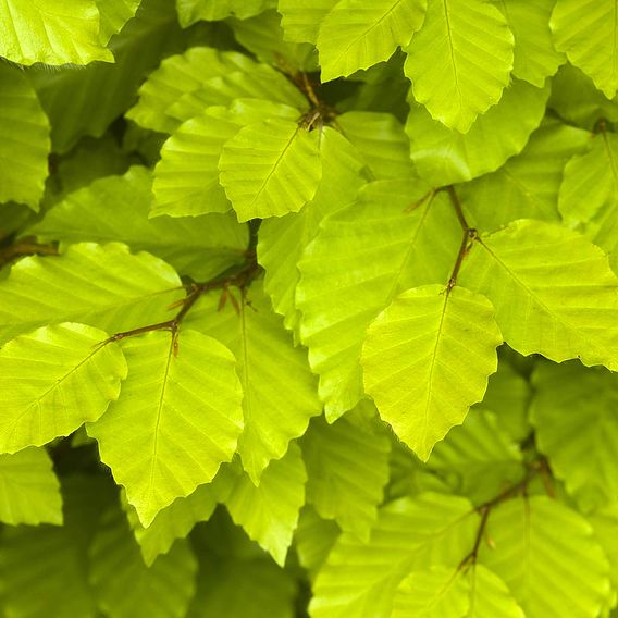 Green Beech (Hedging)