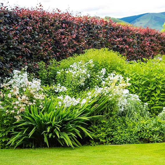 Green Beech (Hedging)