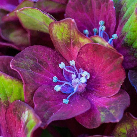 Hydrangea macrophylla GLAM ROCK 'Horwack'