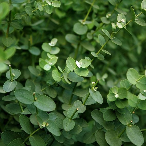 Eucalyptus gunnii (Standard)