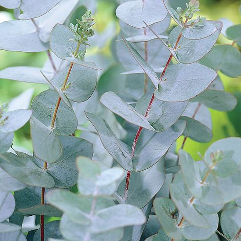 Eucalyptus gunnii (Standard)