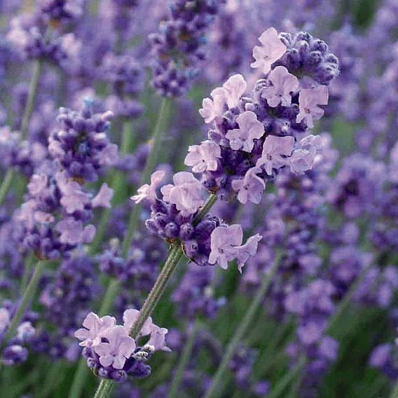 Lavender 'Melissa Lilac'