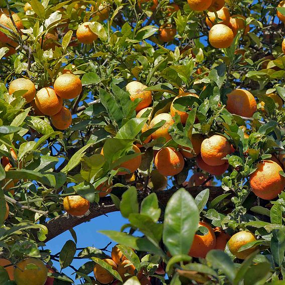 Rangpur Lime (Citrus Fruit)