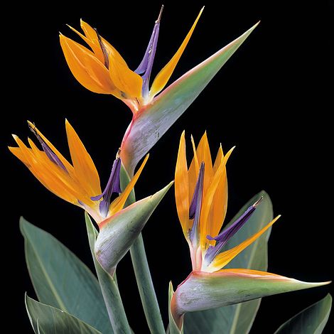 Strelitzia Bird Of Paradise