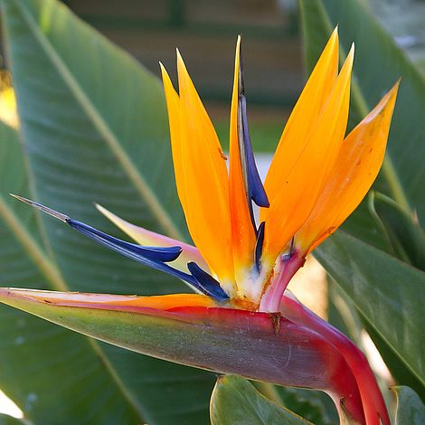 Strelitzia Bird Of Paradise