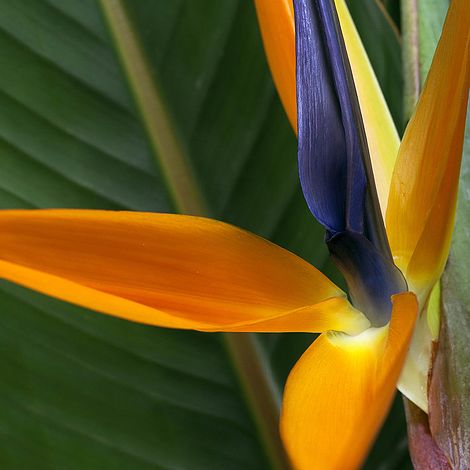 Strelitzia Bird Of Paradise
