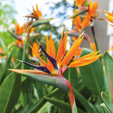 Strelitzia Bird Of Paradise