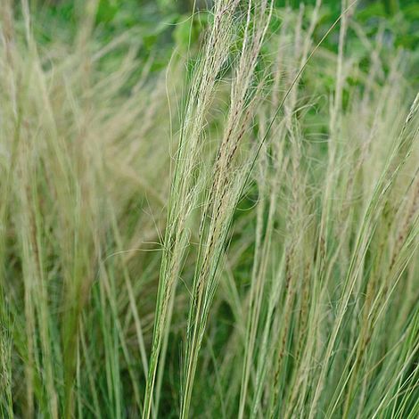 Stipa tenuissima | Suttons