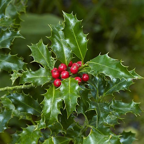 Holly 'Green Alaska'