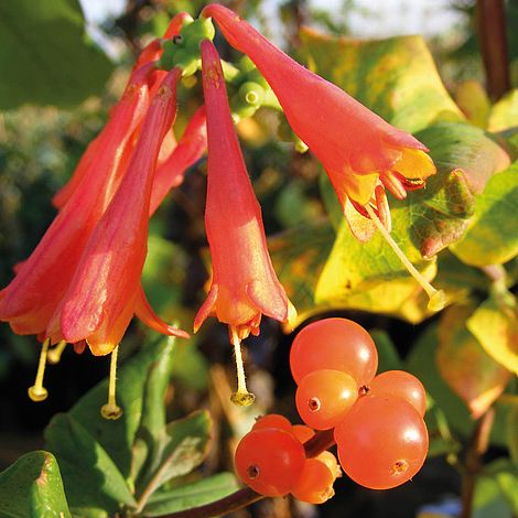 Honeysuckle 'Dropmore Scarlet'