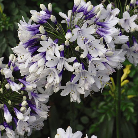 Agapanthus africanus 'Twister'