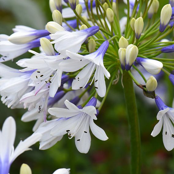 Agapanthus africanus 'Twister'