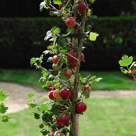 Gooseberry 'Xenia'