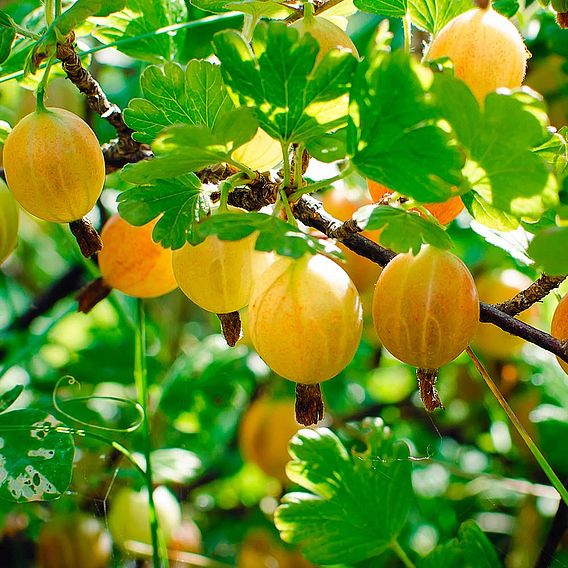 Gooseberry 'Hinnonmaki Yellow'