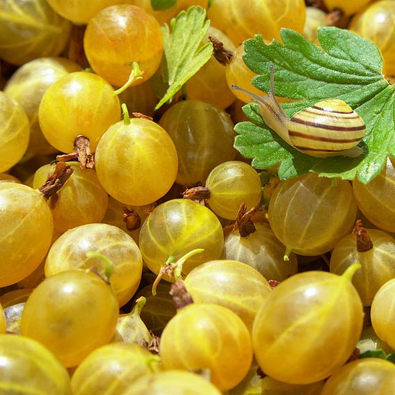 Gooseberry 'Hinnonmaki Yellow'