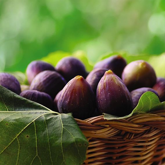 Fig 'Violette de Bordeaux'