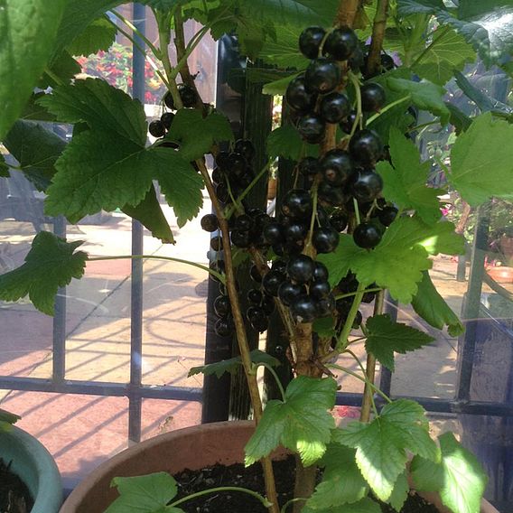 Blackcurrant (Ribes) Ben Connan